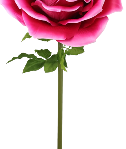 4975 FLEUR GÉANTE ROSE